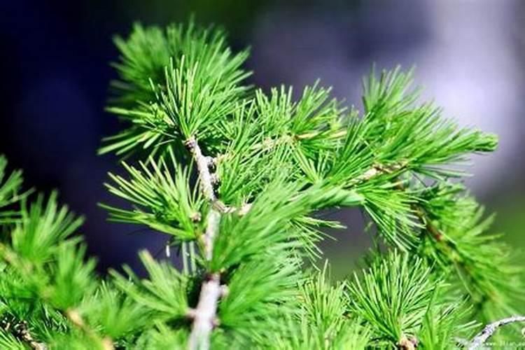 玉米只长根,不发芽是咋回事？有什么补救措施吗？