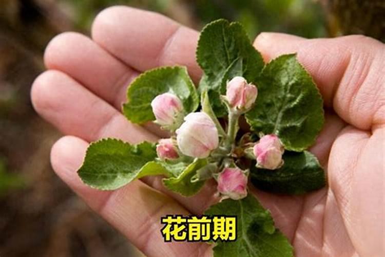 多菌灵等哪里买合适