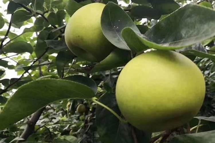 翠冠梨种植以及该怎么施肥,什么时候施肥