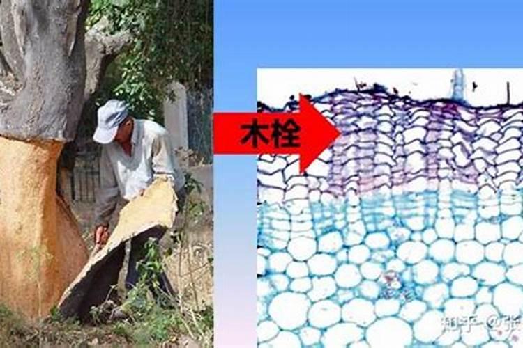 氨基酸叶面肥能直接接触果面吗？
