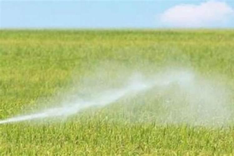 水溶肥是什么肥料 水溶性肥料的优缺点有哪些