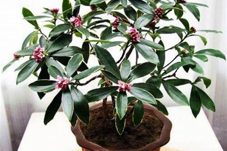植物中叶绿素的作用