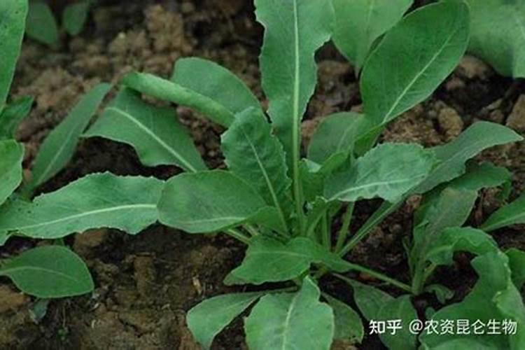 奥美拉唑钠注射液的药品说明