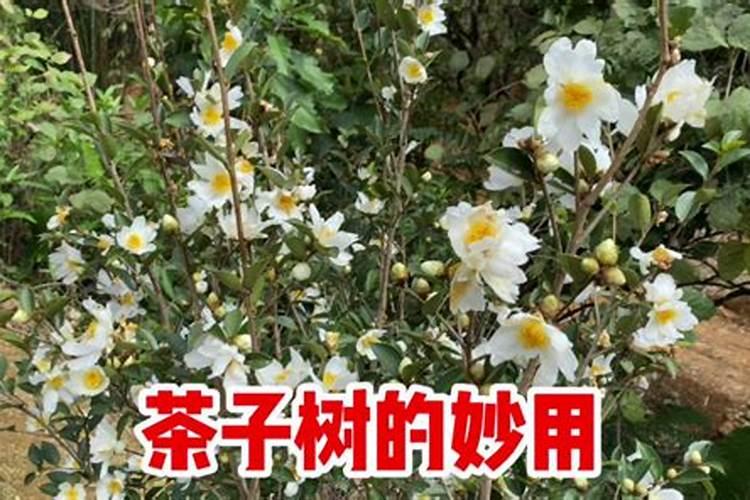 茶花浇水的正确方法,茶花浇水多了怎么补救