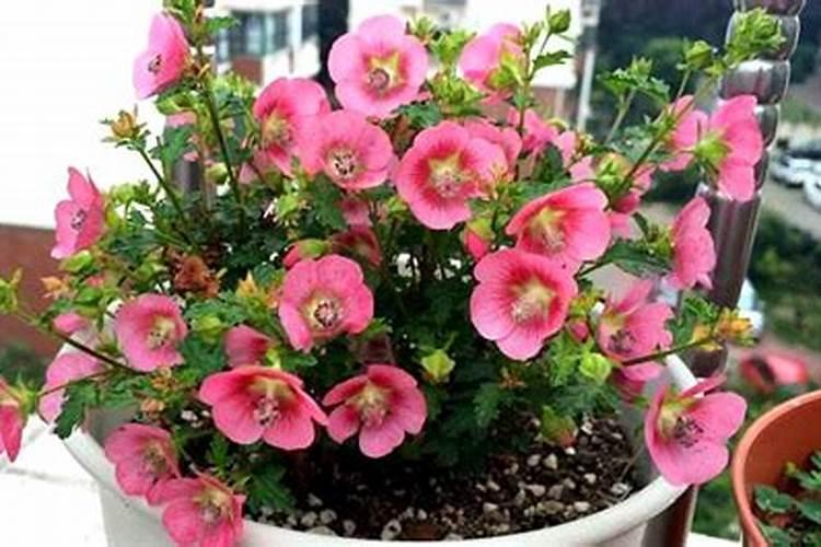 木本的花都上什么肥