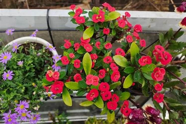 怎样根据木本花卉需肥特点进行施肥？