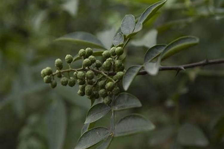 花椒用什么促花药