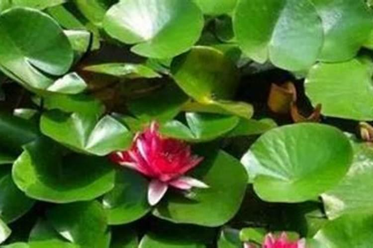 春玉米的施肥方案有很多,哪种春玉米施肥方案适合？