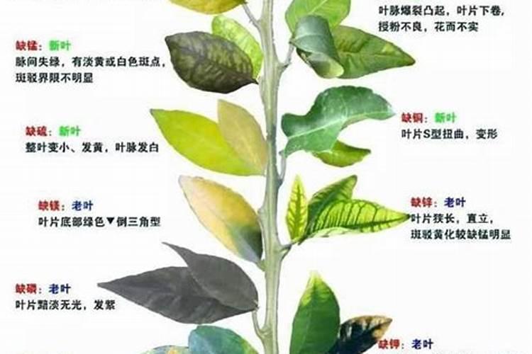 果树开花前不补硼,果农一年瞎忙活,硼肥有多重要？