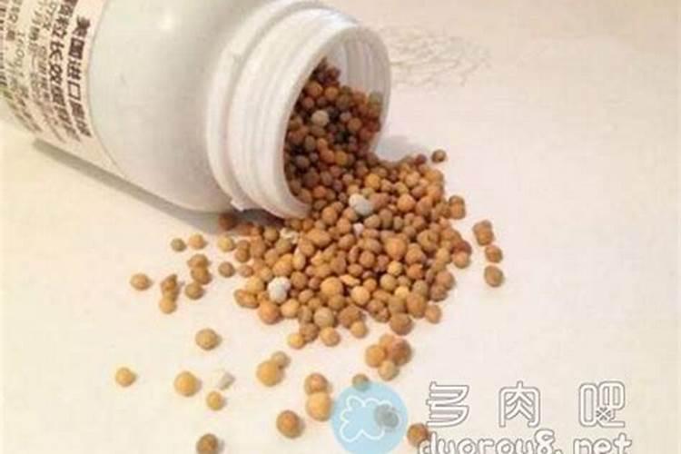 多肉开花后怎么处理