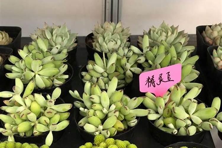 多肉开花怎么处理最好