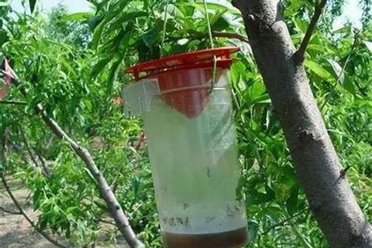 种植辣椒为什么还要喷醋？什么时候对辣椒喷醋能高产呢？