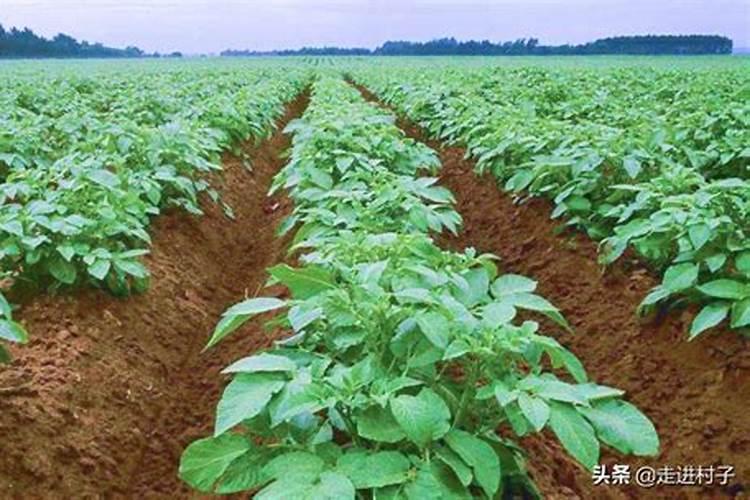 养花氮磷钾口诀,氮磷钾肥怎样施肥效果好