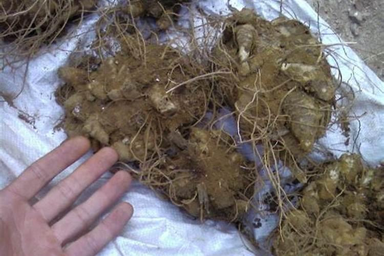 玄参的种植技术是什么