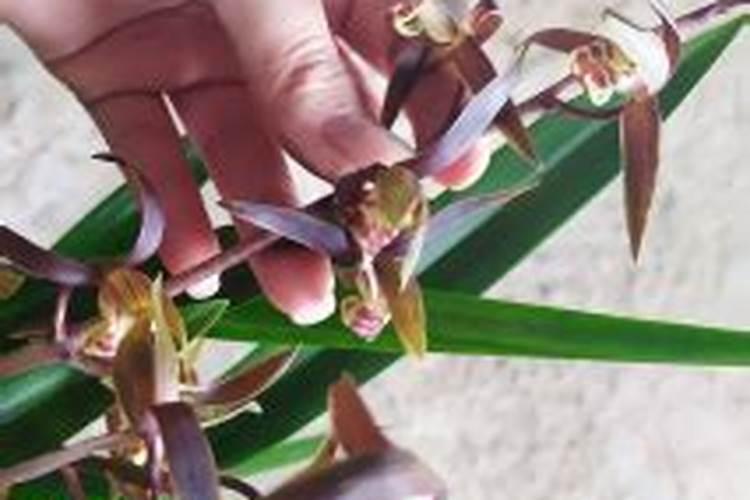 鱼蛋白肥料质量差别都很大,怎样挑选质量好的鱼蛋白肥料？