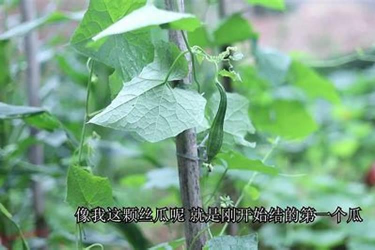 丝瓜到了秋天还要施肥吗？