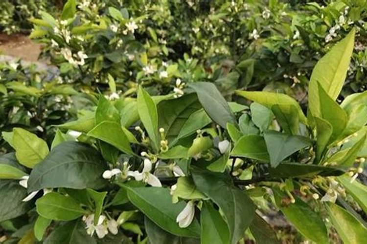 种植西瓜用什么肥料最佳？不同生长阶段,巧施肥料