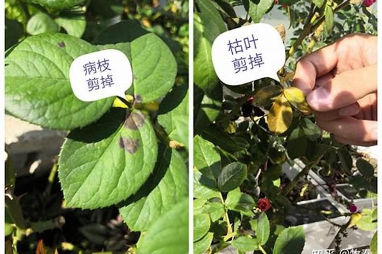 月季花如何追肥
