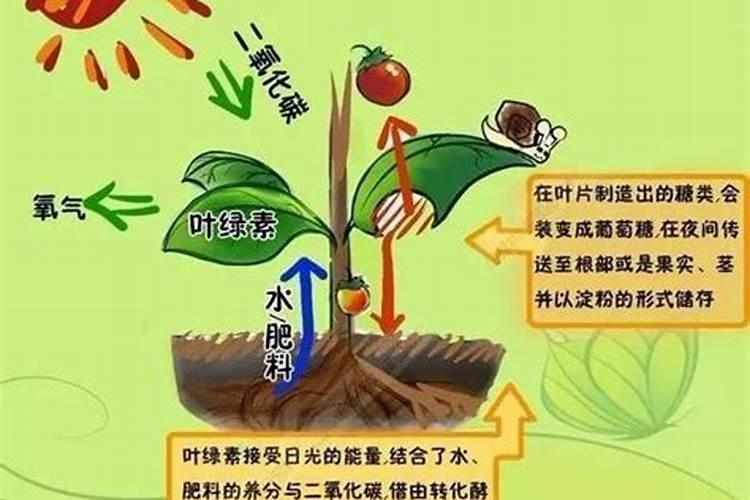 冲施肥用腐殖酸好还是黄腐殖酸好