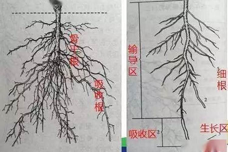 四川巴中特产:恩阳提糖麻饼