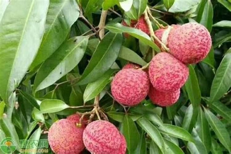 噻虫嗪药肥是不是肥料