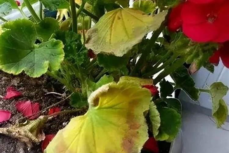 怎样给海棠施氮肥