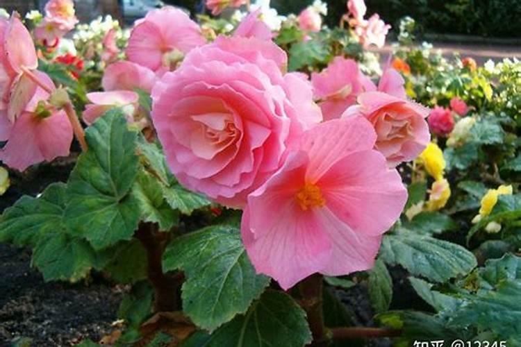 海棠花施什么肥好海棠花施什么肥