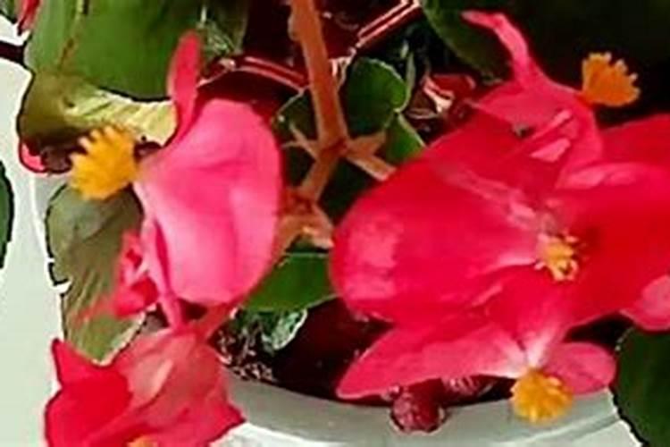 怎样给海棠施氮肥