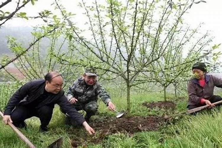请问钙镁磷肥和过磷酸钙作为磷肥放果树哪种更好点？
