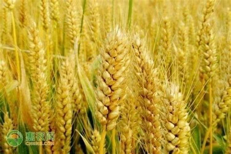花生用什么叶面肥好 花生施肥注意事项