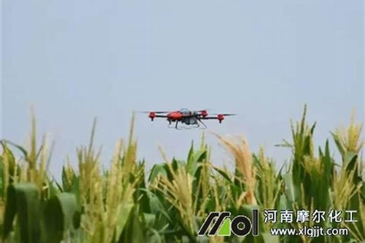 草莓肥害补救措施,草莓肥害的典型症状