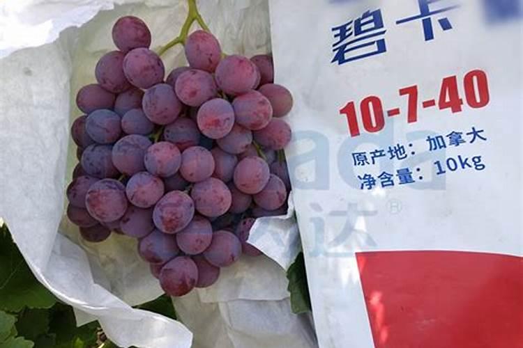 红薯用什么肥料最好