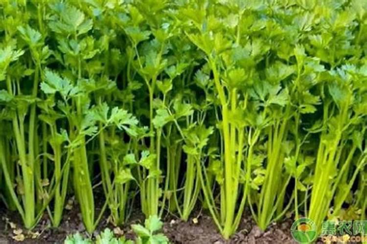 芹菜什么时候施肥 芹菜的施肥时间及方法