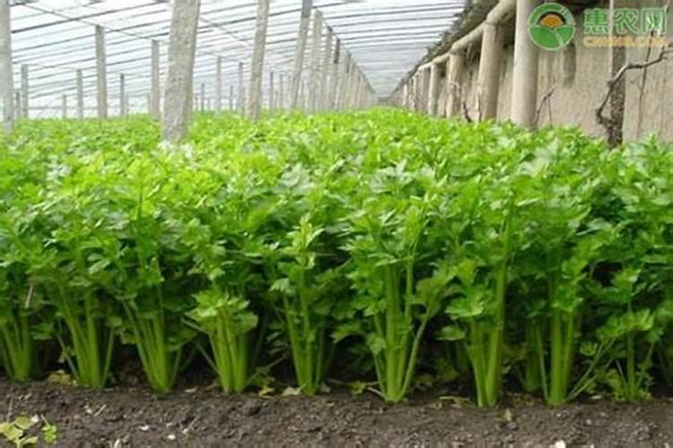 芹菜的施肥时间和方法