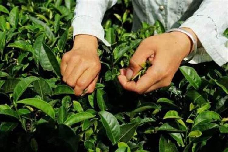 大蒜氮肥施肥过量了,这样对大蒜会造成什么影响呢？