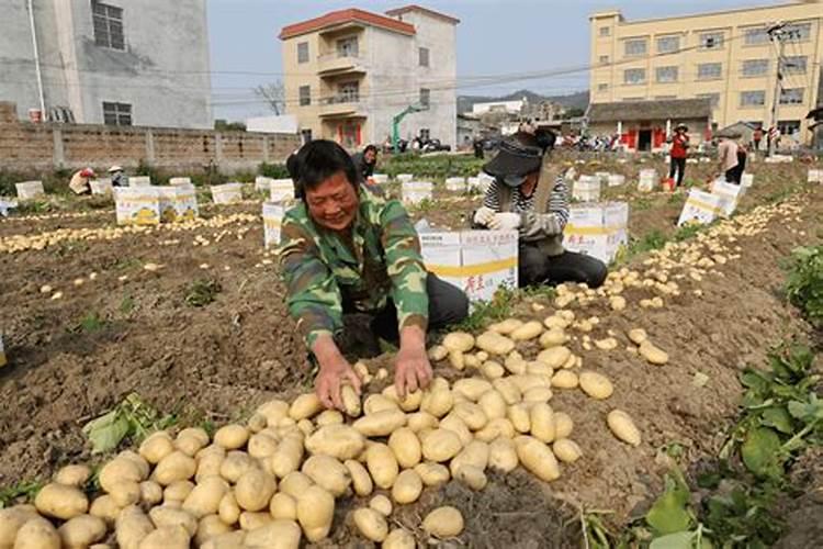 土豆浇什么肥料合适