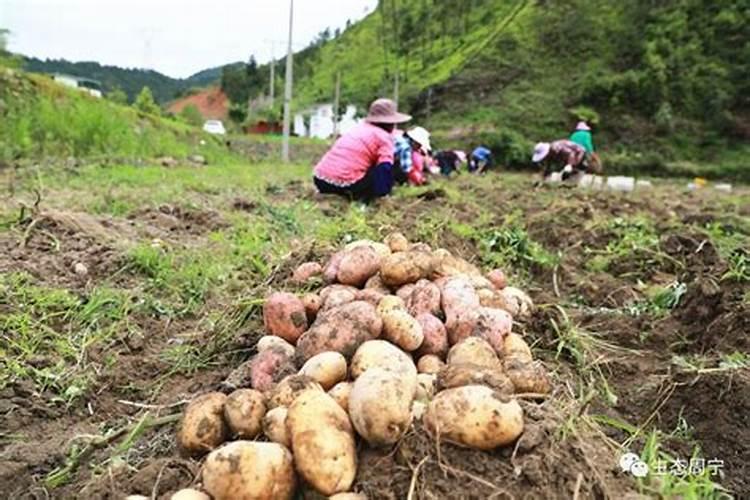 种土豆用什么肥好
