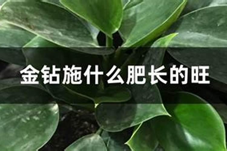 金钻花能用硫酸二氢钾吗