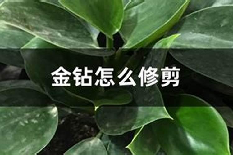 金钻的养殖方法和注意事项