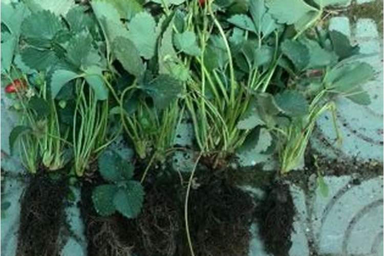 草莓定植后怎样生根快