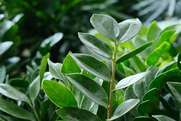 黄瓜花果期应该如何施肥？需要注意什么？
