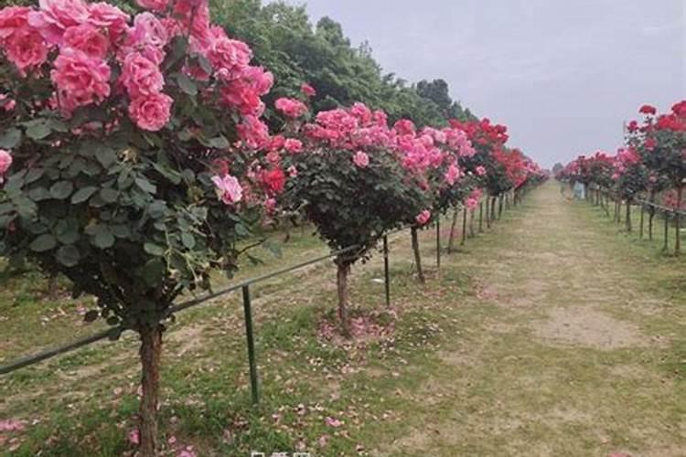 月季花怎么施肥？