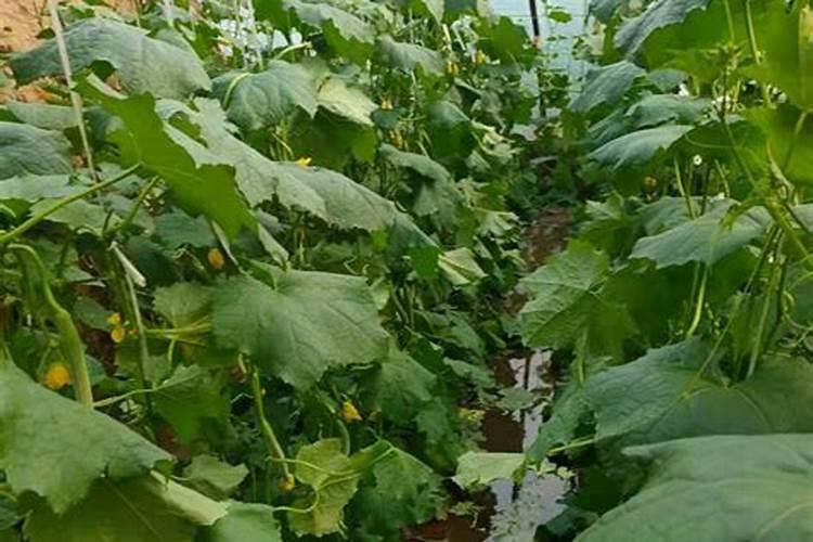 丝瓜种植用什么肥料好