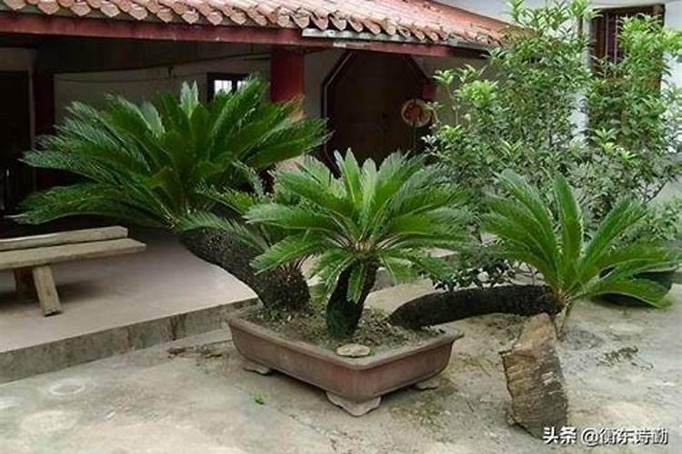 李子树施什么肥好