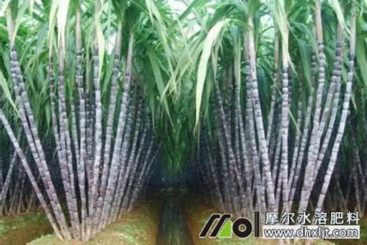 甘蔗叶子红是怎么回事,甘蔗长到60公分以上时叶子发红是怎么回事,恳请大 ...