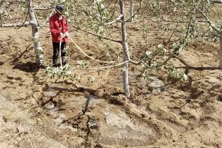 我的肥料量够了,但是在花期还想施点钙肥。会不会影响树势