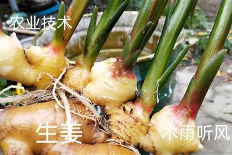 尿素加磷酸二氢钾作叶面肥一起喷(同时使用效果好吗)