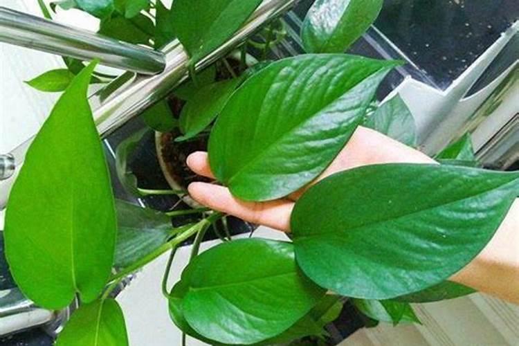 复合肥兑水好还是埋土好 复合肥如何使用