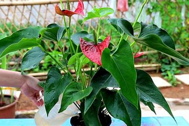 红掌不开花不长叶子 花前追施磷钾肥