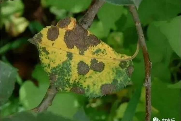果树促花用什么叶面肥好？
